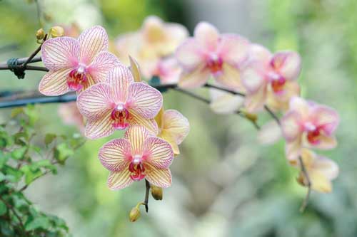 
Elegant orchid blooms can last for months.
